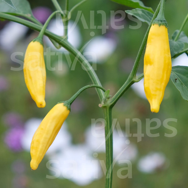 Bio Saatgut - Lemon Drop (Chili)