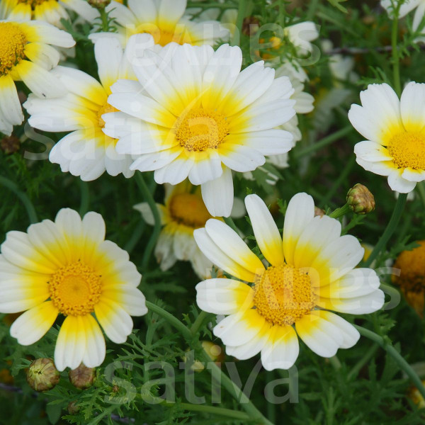 Bio Saatgut - Einjährige Blume Speisechrysantheme