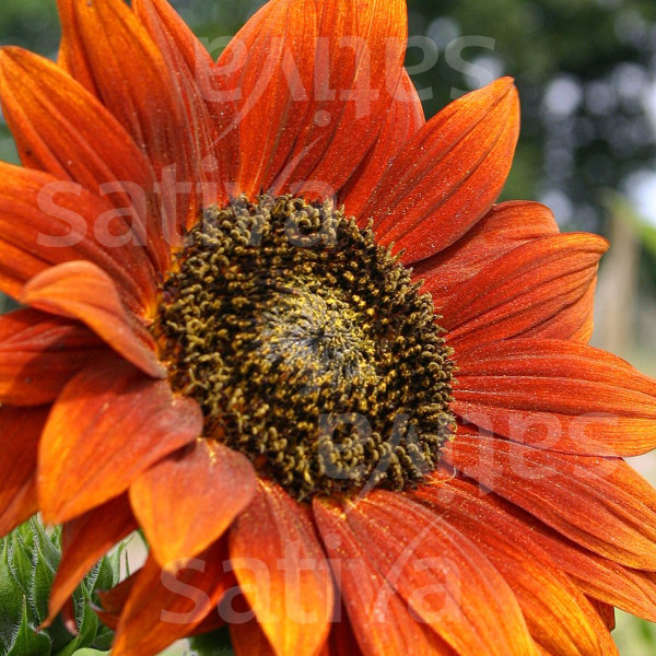 Bio Saatgut - Sonnenblume Velvet Queen