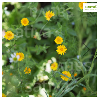 Bio Saatgut - Calendula arvensis Acker-Ringelblume