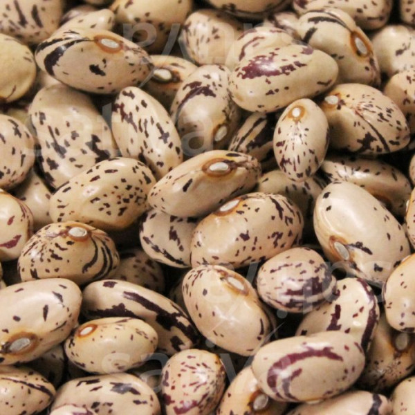 Bio Saatgut - Stangenbohne Borlotto Lamon