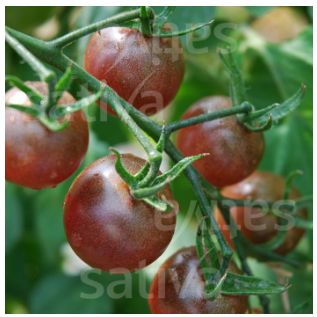 Bio Saatgut - Cherrytomate Black Cherry