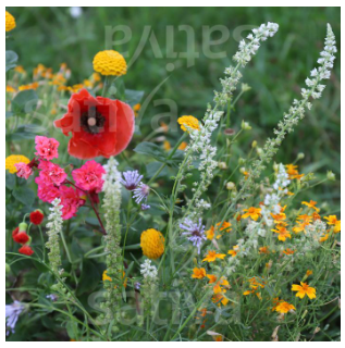Bio Saatgut - Einjhrige Blumenmischung Sommertraum