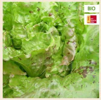 Bio Saatgut - Winterkopfsalat Trémont