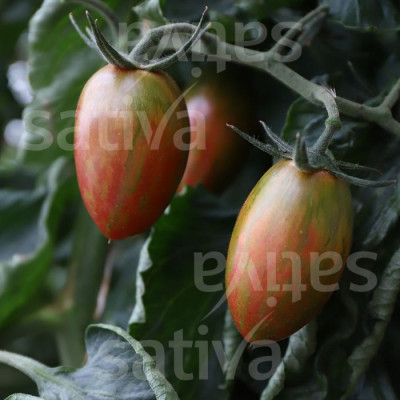 Bio Saatgut - Datteltomate Lucky Tiger Bio Saatgut - Datteltomate Lucky Tiger