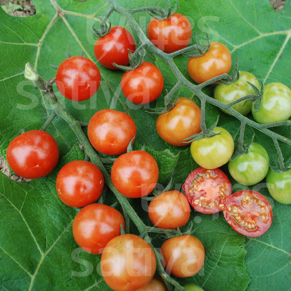 Bio Saatgut - Cherrytomate Primabella