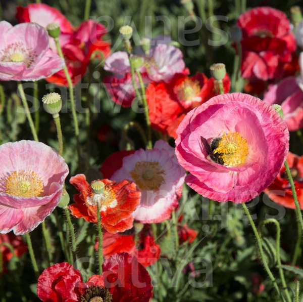 Bio Saatgut - Mohn von Reconvilier