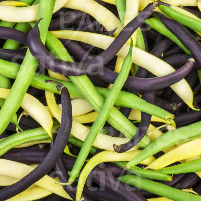 Bio Saatgut - Buschbohnentrio Bio Saatgut - Buschbohnentrio