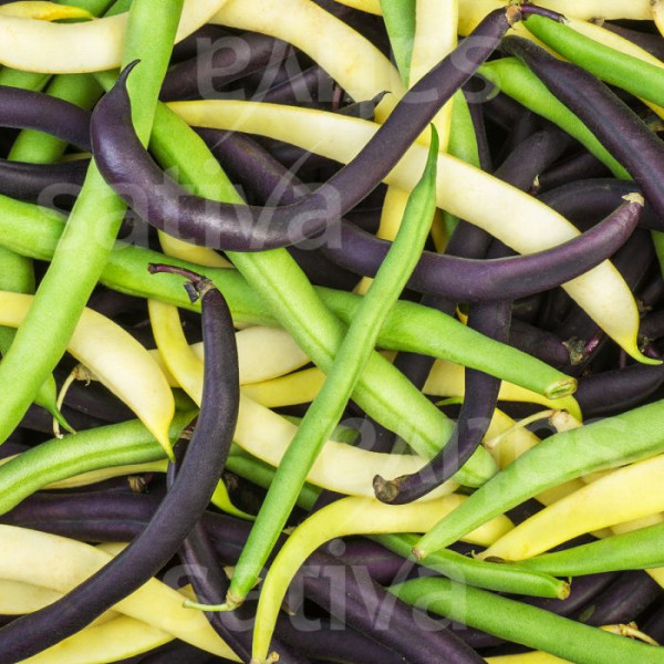 Bio Saatgut - Buschbohnentrio