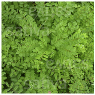 BIO Stängelkohl Cima Di Rapa Samen – Pflegeleicht, Nussig-senfartig, Ideal Für Garten Und Balkon – 0,6 G Saatgut Für Bis Zu 70 Pflanzen