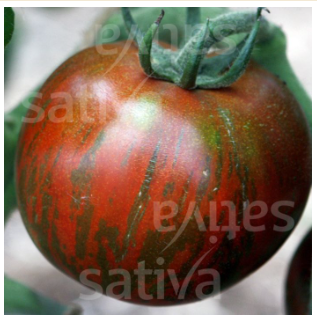 Bio Saatgut - Fleischtomaten Black Zebra Bio Saatgut - Fleischtomaten Black Zebra