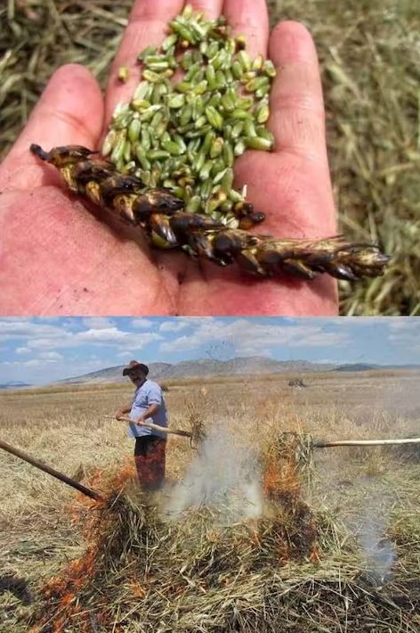 Freekeh - grüner Weizen | Neues | Themen | Gewürze der Welt