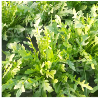 Bio Saatgut - Kräuter Rucola Wilde Rauke Lola KS