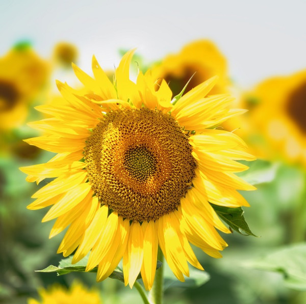 Bio Saatgut - Sonnenblume Primrose