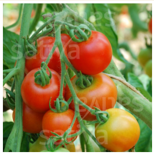 Bio Saatgut - Tomate Matina