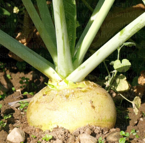 Bio Saatgut - Bodenkohlrabi "Wilhelmsburger"