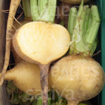 Bio Saatgut - Räbe Golden Ball Bio Saatgut - Räbe Golden Ball