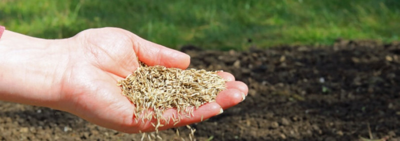 Neues Saatgut von Sativa