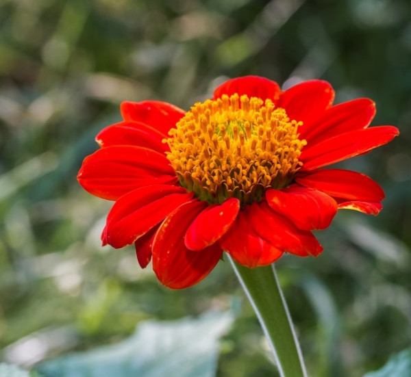 Bio Saatgut - Einjährige Blume Mexikanische Sonnenblume 'Torch'